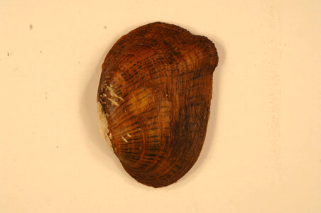 Epioblasma brevidens (outside)