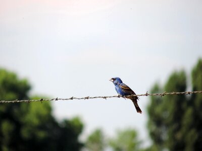 Barbed Wire bird blue