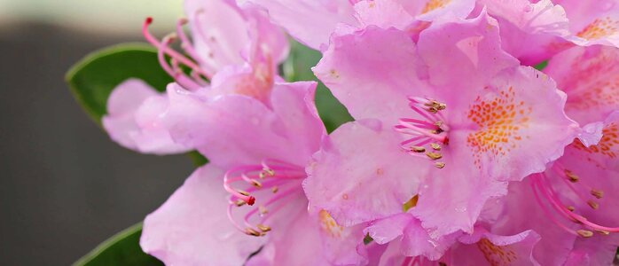Beautiful Flowers blooming blossom