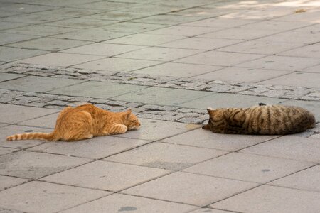 Animal cat claw