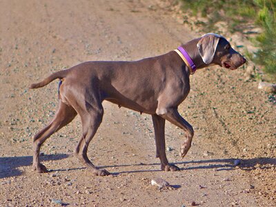 Puppy collared canine photo