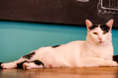 White Cat with Black Spots Sitting on the Table photo