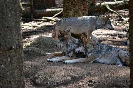 Wild animal predator pack animal