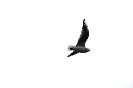 White feathers gull photo