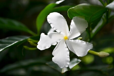 Blossom blossoms plant photo