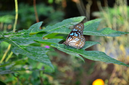 Blue Tiger Butterfly On Leaf 2
