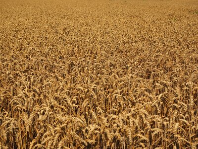 Agriculture ripe wheat