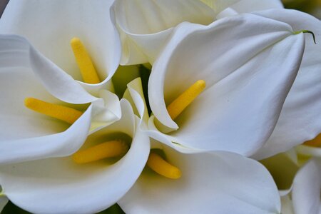Beautiful detail lily photo