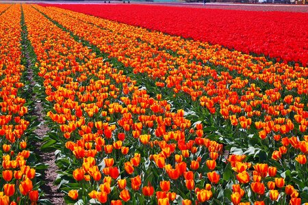 Bulb netherlands spring