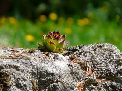 Ordinary house turmeric sempervivum tectorum alpine houseleek photo