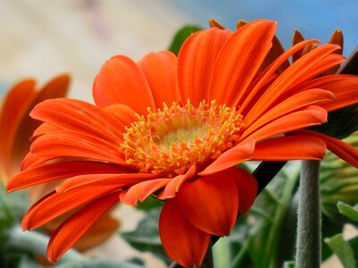 Floral red bouquet photo