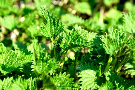 Stinging nettle green spring