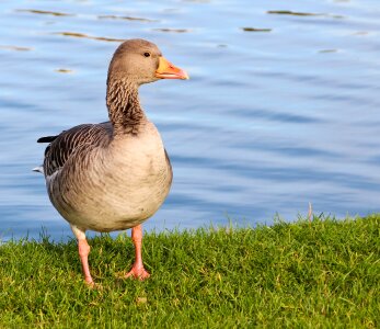 Bird water bird water