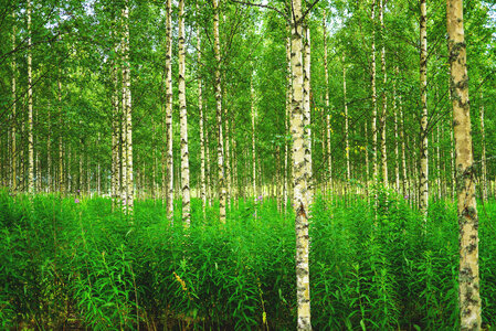 Birch Forest in Russia photo