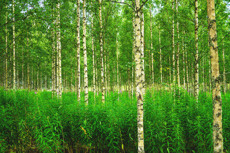Birch Forest in Russia