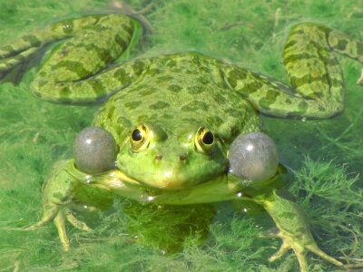 Marshes amphibian wet