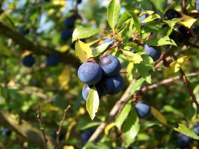 Harvest fruits bush