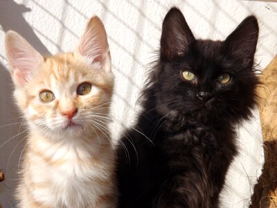 Black kitten silver red kitten mammal