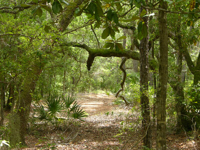 Sunlit path in the forest photo