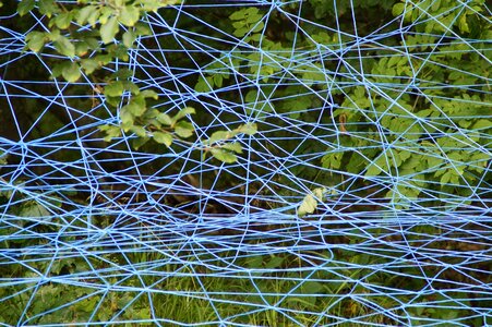 Lavizzara entangled tangle photo