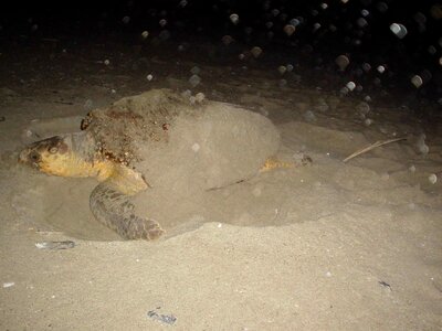 Animal Caretta caretta nest