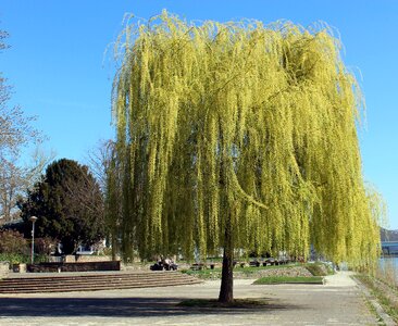 Tree weeping willow spring photo