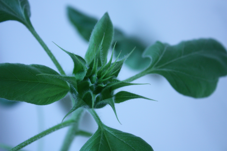 Growing sunflower flower
