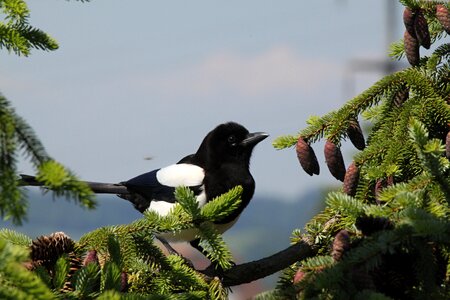 Magpies feather tree photo