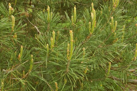 Branch branches conifer