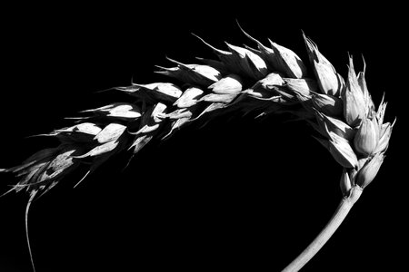 Agriculture black black and white