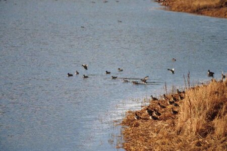 Duck greenery lake