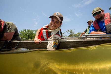 Alligator gar-2 photo