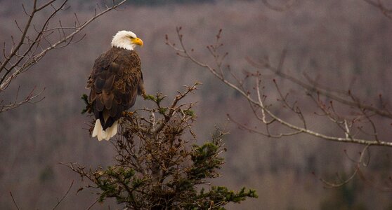 Bird of prey raptor plumage photo