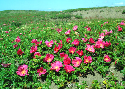 Red flower field photo