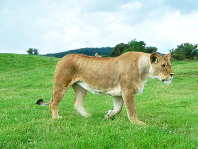 Panthera leo cat mammal photo