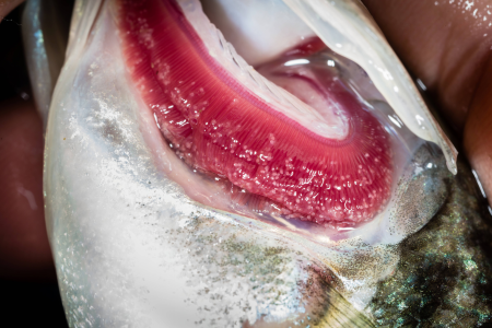 Glochidia on bass gill-4