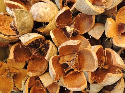 Open dried decoration
