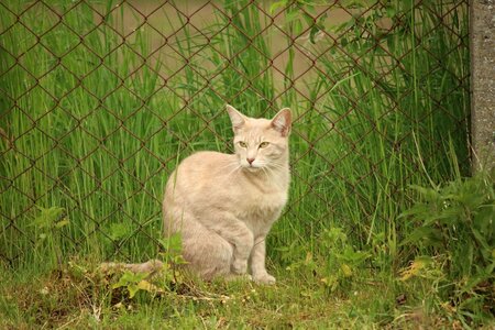 Animal cat claw