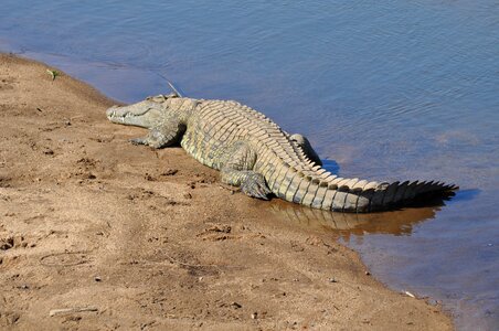 Crocodile animal reptile photo