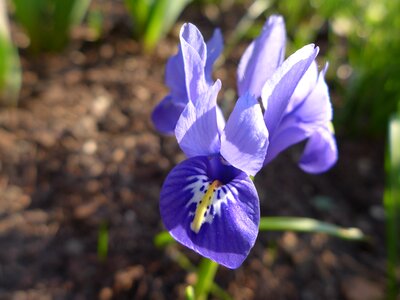 Blue plant garden photo