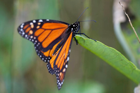 Monarch butterfly-3 photo