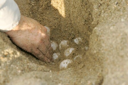 Caretta Caretta mare nest