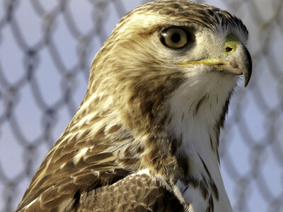 Red-tailed hawk facial shot photo