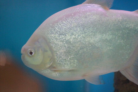 White Silver Fish Close Up photo