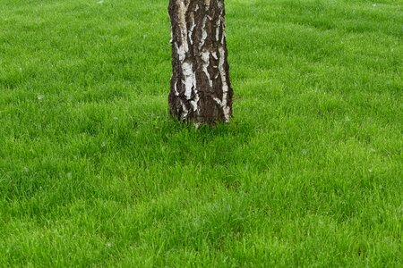 Bark birch grass plants