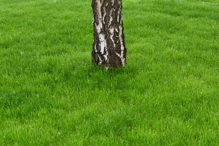 Bark birch grass plants photo