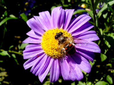 Blossoming bug lilac