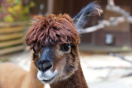 Alpaca animal cute