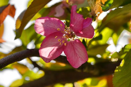 Detail pistil pollen