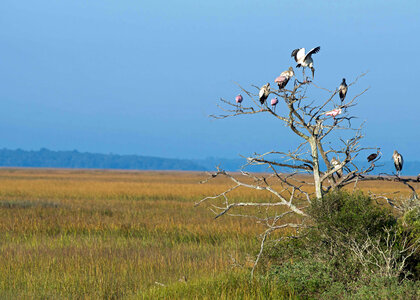 Salt marsh and birds